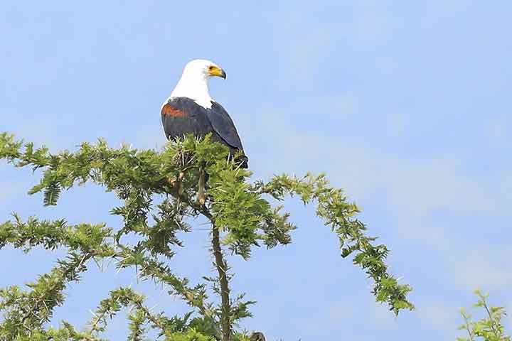 lake mburo national park - birding