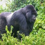Gorillas of Uganda and Rwanda