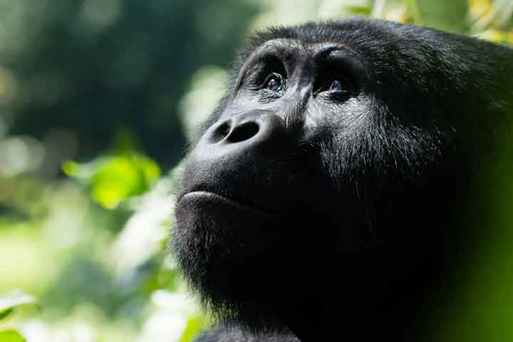 8 Day Uganda Primates Safari