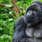 5 Day Rwanda Gorilla Safari