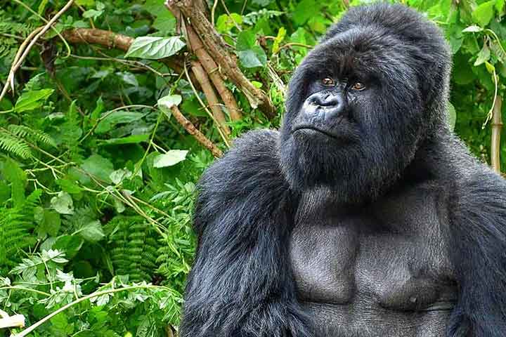 5 Day Rwanda Gorilla Safari
