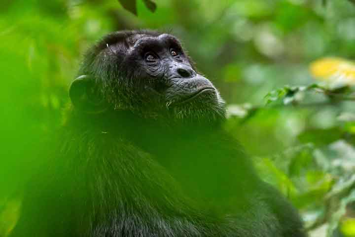 10 day Uganda Wildlife Tour