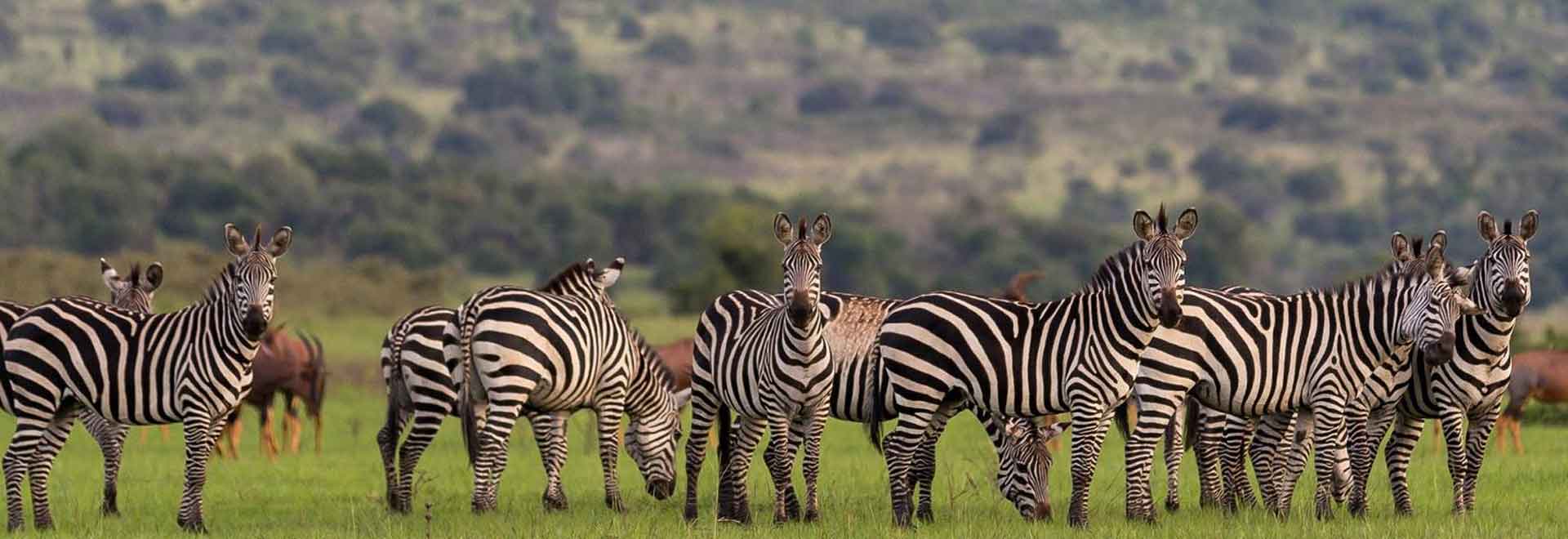 zebra in akagera national park