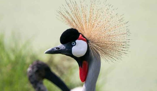 Bwindi Impenetrable National Park - birding