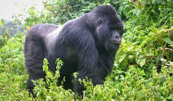 Bwindi Impenetrable National Park - Gorillas